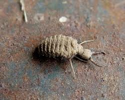 antlion-4933152