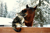 cat-horse-4946979