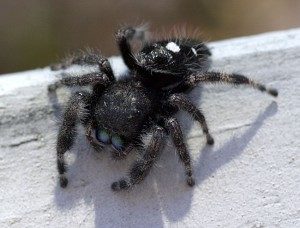 daringjumpingspider-8274253