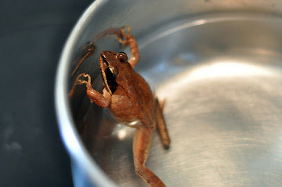frog-boiling-water-1479808