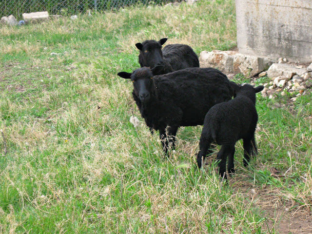 sheep1-3180196