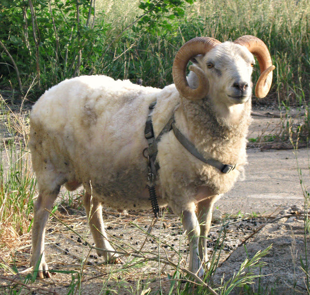 sheep2-5139558