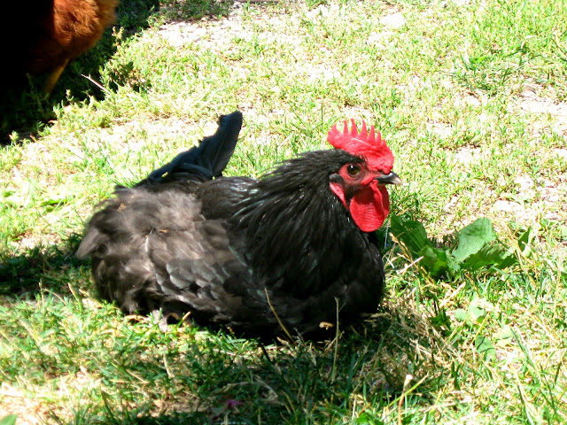 chick1-1354618