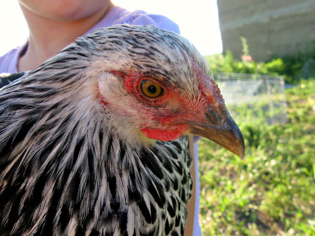 chick2-7318848