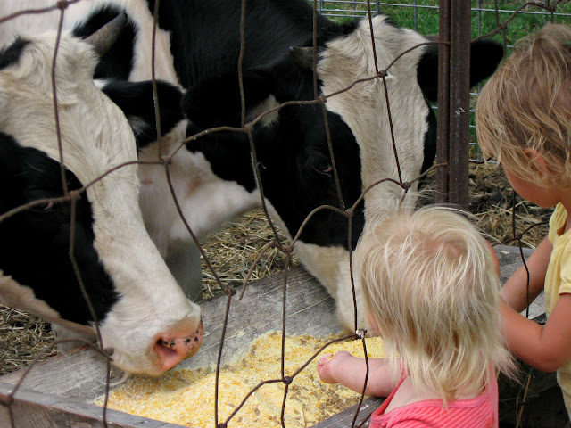 cow3-4788599