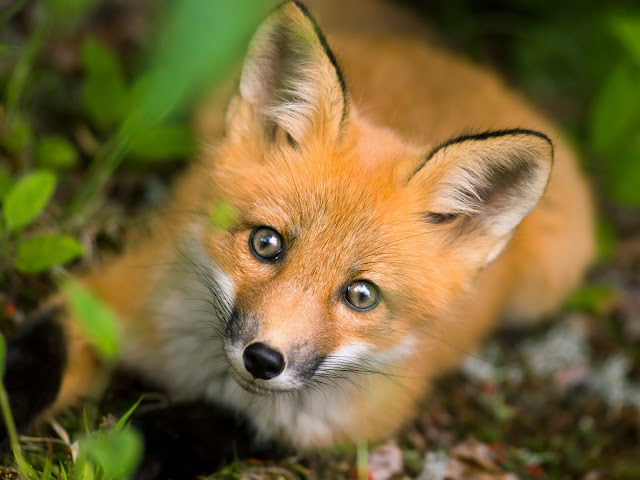 wild-red-fox-from-national-park-jacques-cartier-quebec-canada