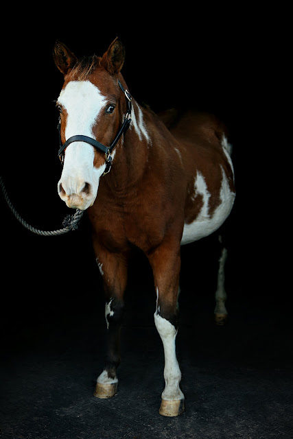 eliker2bhorses-horses-0004-9460922