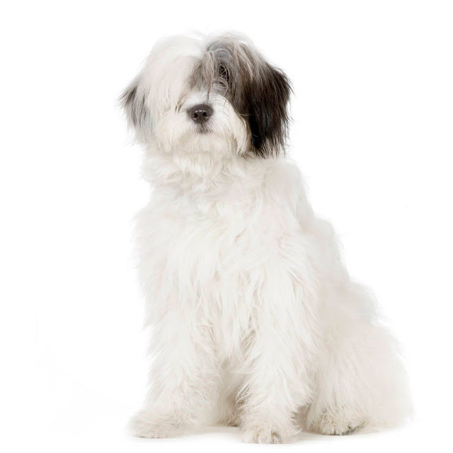 old-english-sheepdog-in-front-of-a-white-background