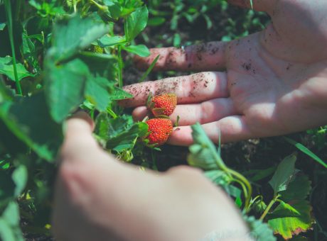 Freshly plucked homegrown fruit berry strawberry garden homestead human hand